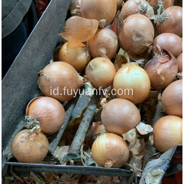 bawang kuning untuk pasar Indonesia